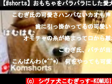 【#shorts】おもちゃをバラバラにした愛犬の末路　Pet dog that destroyed a toy  (c) シヴァ犬こむぎっす-KOMUGI