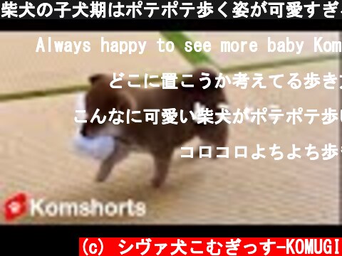 柴犬の子犬期はポテポテ歩く姿が可愛すぎる　The way to walk when the Shiba Inu is a puppy is cute  (c) シヴァ犬こむぎっす-KOMUGI