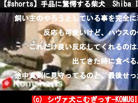 【#shorts】手品に驚愕する柴犬　Shiba Inu astonished by magic tricks  (c) シヴァ犬こむぎっす-KOMUGI