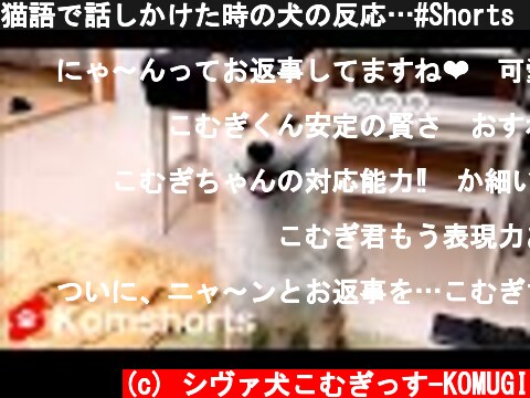 猫語で話しかけた時の犬の反応…#Shorts　Shiba Inu's reaction when speaking in cat language  (c) シヴァ犬こむぎっす-KOMUGI