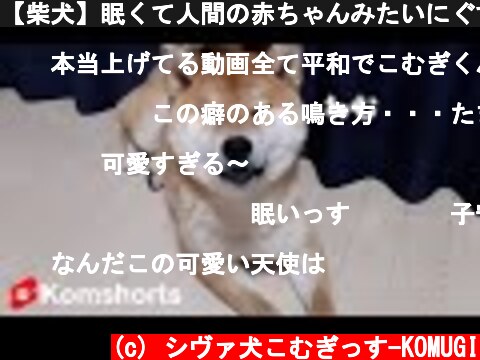 【柴犬】眠くて人間の赤ちゃんみたいにぐずって泣く#shorts　Shiba Inu who is sleepy and cries like a human baby  (c) シヴァ犬こむぎっす-KOMUGI