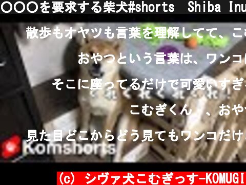 ○○○を要求する柴犬#shorts　Shiba Inu demanding 〇〇〇  (c) シヴァ犬こむぎっす-KOMUGI