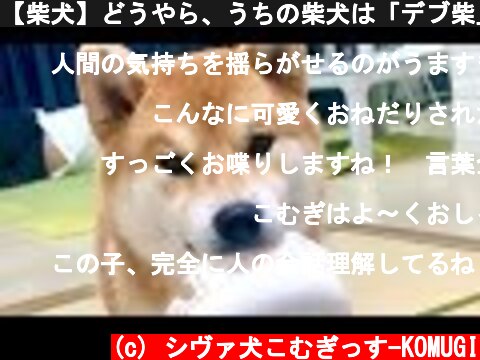 【柴犬】どうやら、うちの柴犬は「デブ柴」になりたいらしい Apparently, my Shiba Inu wants to be a "fat Shiba"  (c) シヴァ犬こむぎっす-KOMUGI