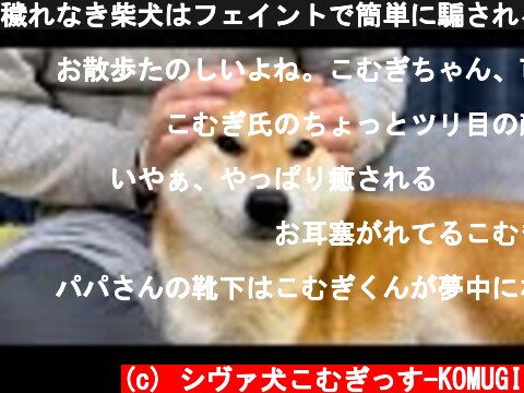 穢れなき柴犬はフェイントで簡単に騙される　Pure Shiba Inu are easily fooled by feints  (c) シヴァ犬こむぎっす-KOMUGI