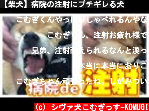 【柴犬】病院の注射にプチギレる犬  (c) シヴァ犬こむぎっす-KOMUGI