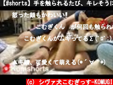 【#shorts】手を触られるたび、キレそうになる柴犬　/　Shiba Inu gets angry when he touches his hand  (c) シヴァ犬こむぎっす-KOMUGI