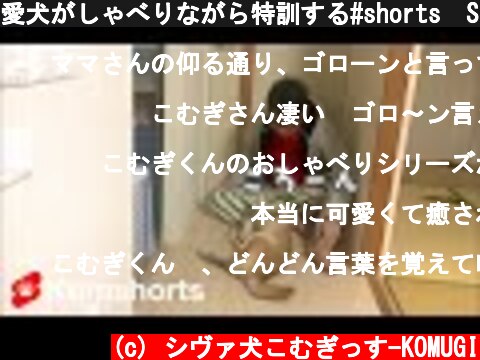 愛犬がしゃべりながら特訓する#shorts　Shiba Inu special training while complaining  (c) シヴァ犬こむぎっす-KOMUGI