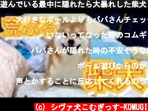 遊んでいる最中に隠れたら大暴れした柴犬　Shiba Inu rampages when hiding while playing  (c) シヴァ犬こむぎっす-KOMUGI