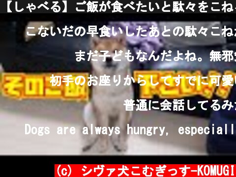 【しゃべる】ご飯が食べたいと駄々をこねる柴犬  (c) シヴァ犬こむぎっす-KOMUGI
