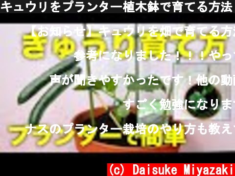キュウリをプランター植木鉢で育てる方法！ベランダ菜園向けのリング支柱栽培  (c) Daisuke Miyazaki