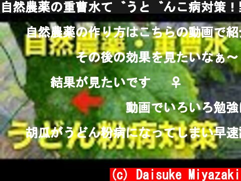 自然農薬の重曹水でうどんこ病対策！野菜の無農薬栽培  (c) Daisuke Miyazaki