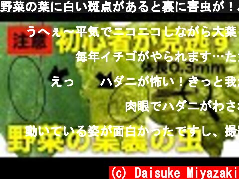 野菜の葉に白い斑点があると裏に害虫が！ハダニの見つけ方と駆除方法  (c) Daisuke Miyazaki