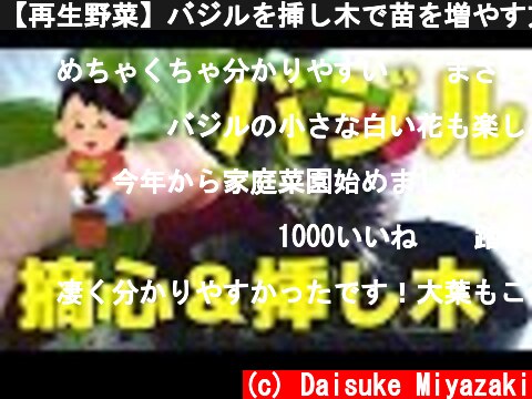 【再生野菜】バジルを挿し木で苗を増やす方法と摘心のコツ【リボベジ】  (c) Daisuke Miyazaki