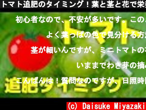 トマト追肥のタイミング！葉と茎と花で栄養診断  (c) Daisuke Miyazaki