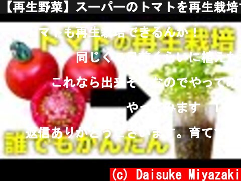 【再生野菜】スーパーのトマトを再生栽培する方法！種だけ植えると丸ごとより早く芽が出る【リボベジ】  (c) Daisuke Miyazaki