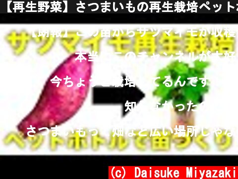 【再生野菜】さつまいもの再生栽培ペットボトルで苗を作る方法【リボベジ】  (c) Daisuke Miyazaki