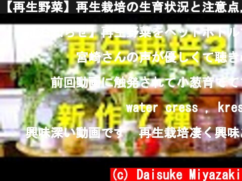 【再生野菜】再生栽培の生育状況と注意点,新作7種類の紹介【リボベジ】  (c) Daisuke Miyazaki
