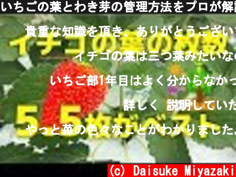 いちごの葉とわき芽の管理方法をプロが解説  (c) Daisuke Miyazaki