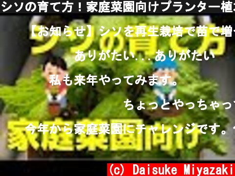 シソの育て方！家庭菜園向けプランター植木鉢での大葉栽培方法  (c) Daisuke Miyazaki