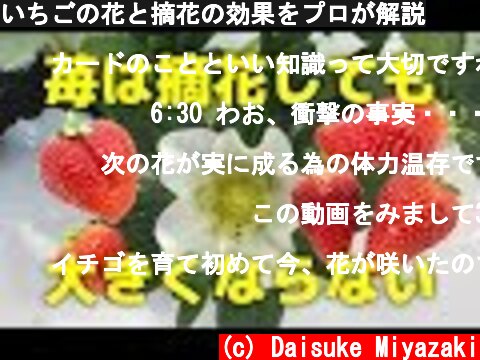 いちごの花と摘花の効果をプロが解説  (c) Daisuke Miyazaki
