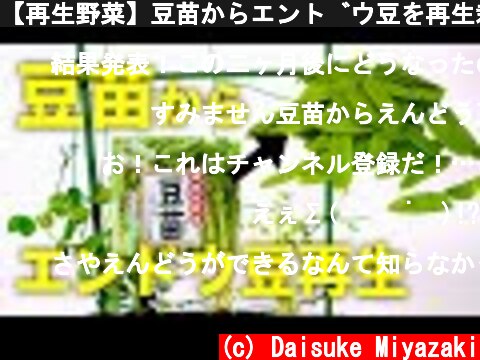 【再生野菜】豆苗からエンドウ豆を再生栽培しよう【リボベジ】  (c) Daisuke Miyazaki