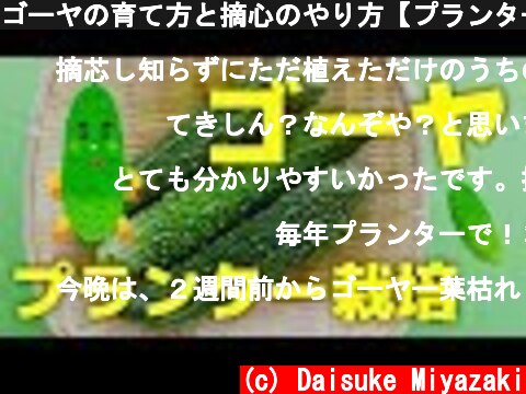 ゴーヤの育て方と摘心のやり方【プランター栽培】  (c) Daisuke Miyazaki
