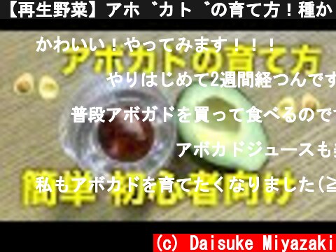 【再生野菜】アボカドの育て方！種から芽出しと冬越しの方法【リボベジ】  (c) Daisuke Miyazaki