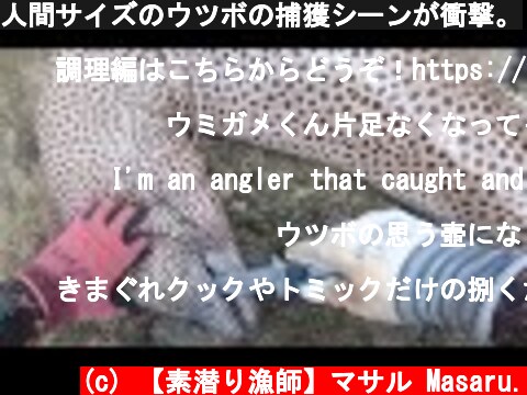 人間サイズのウツボの捕獲シーンが衝撃。  (c) 【素潜り漁師】マサル Masaru.