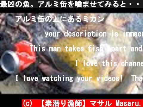 最凶の魚。アルミ缶を噛ませてみると・・・  (c) 【素潜り漁師】マサル Masaru.
