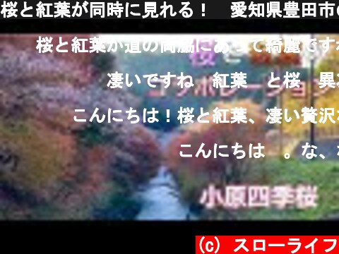 桜と紅葉が同時に見れる！　愛知県豊田市の小原四季桜  (c) スローライフ