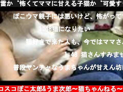 雷が怖くてママに甘える子猫が可愛すぎるw  (c) スコスコぽこ太郎&うま次郎〜猫ちゃんねる〜