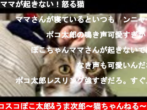 ママが起きない！怒る猫  (c) スコスコぽこ太郎&うま次郎〜猫ちゃんねる〜
