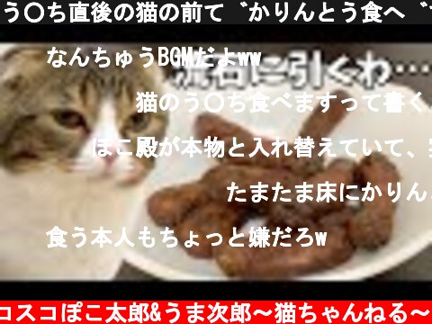 う○ち直後の猫の前でかりんとう食べてみた結果…！  (c) スコスコぽこ太郎&うま次郎〜猫ちゃんねる〜