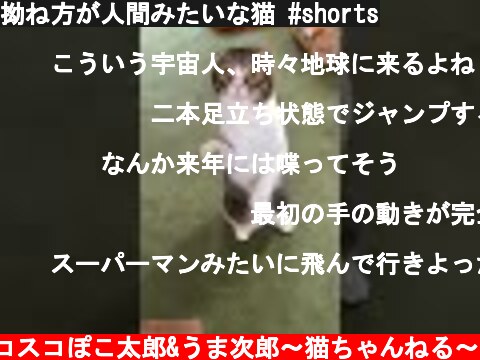 拗ね方が人間みたいな猫 #shorts  (c) スコスコぽこ太郎&うま次郎〜猫ちゃんねる〜