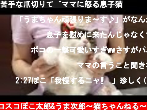 苦手な爪切りでママに怒る息子猫  (c) スコスコぽこ太郎&うま次郎〜猫ちゃんねる〜