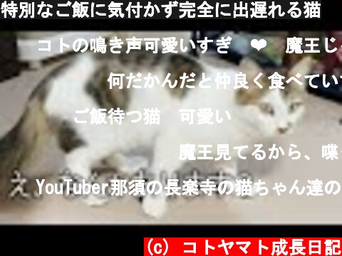 特別なご飯に気付かず完全に出遅れる猫  (c) コトヤマト成長日記