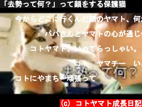「去勢って何？」って顔をする保護猫  (c) コトヤマト成長日記