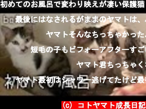 初めてのお風呂で変わり映えが凄い保護猫  (c) コトヤマト成長日記