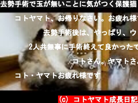 去勢手術で玉が無いことに気がつく保護猫  (c) コトヤマト成長日記