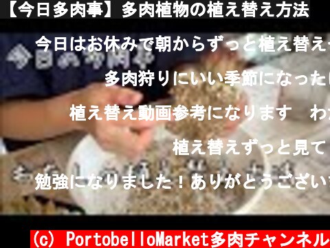 【今日多肉事】多肉植物の植え替え方法  (c) PortobelloMarket多肉チャンネル