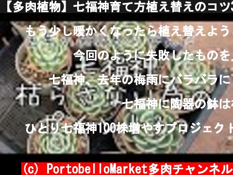 【多肉植物】七福神育て方植え替えのコツ3つ  (c) PortobelloMarket多肉チャンネル