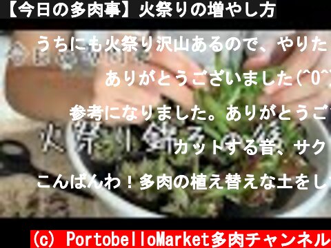 【今日の多肉事】火祭りの増やし方  (c) PortobelloMarket多肉チャンネル