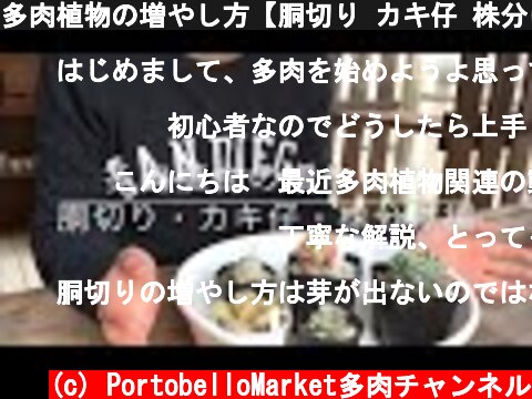 多肉植物の増やし方【胴切り カキ仔 株分け編】  (c) PortobelloMarket多肉チャンネル