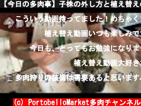 【今日の多肉事】子株の外し方と植え替えのやり方  (c) PortobelloMarket多肉チャンネル