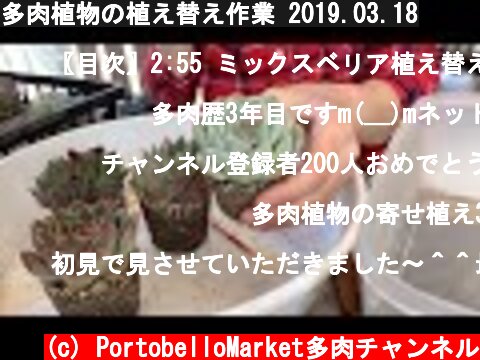多肉植物の植え替え作業 2019.03.18  (c) PortobelloMarket多肉チャンネル