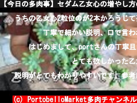 【今日の多肉事】セダム乙女心の増やし方のコツ  (c) PortobelloMarket多肉チャンネル
