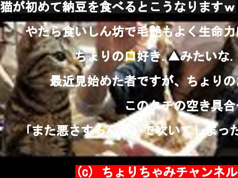 猫が初めて納豆を食べるとこうなりますｗ  (c) ちょりちゃみチャンネル