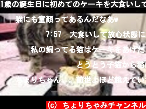 1歳の誕生日に初めてのケーキを大食いしてしまう猫ｗ  (c) ちょりちゃみチャンネル