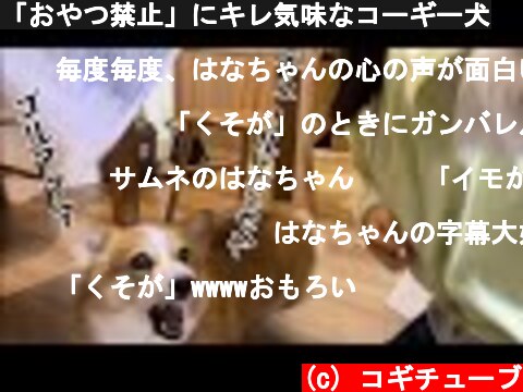 「おやつ禁止」にキレ気味なコーギー犬  (c) コギチューブ