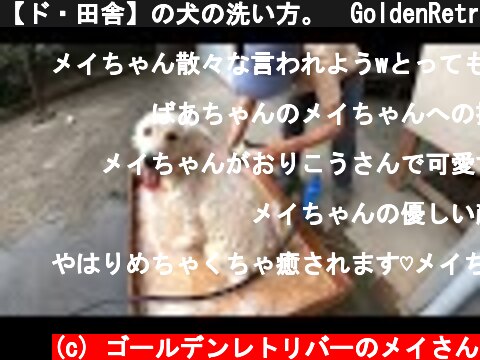 【ド・田舎】の犬の洗い方。　GoldenRetriever　ゴールデンレトリーバー  (c) ゴールデンレトリバーのメイさん